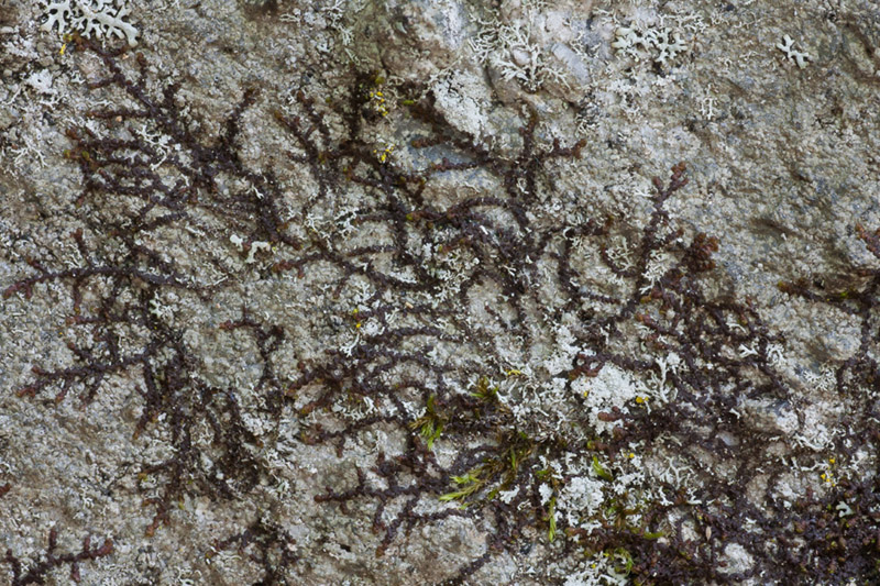 Frullania eboracensis